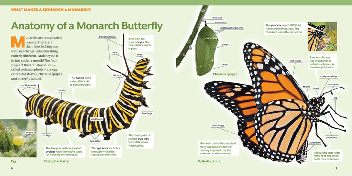 How to Raise Monarch Butterflies