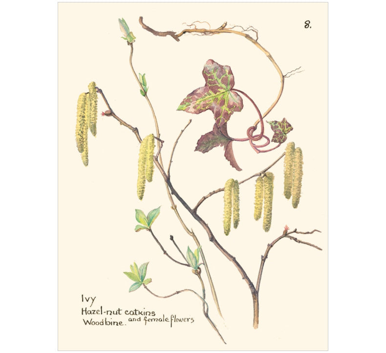 The Country Diary of an Edwardian Lady