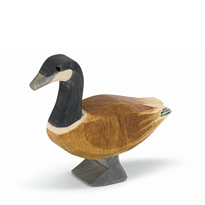 Ostheimer Canada goose standing
