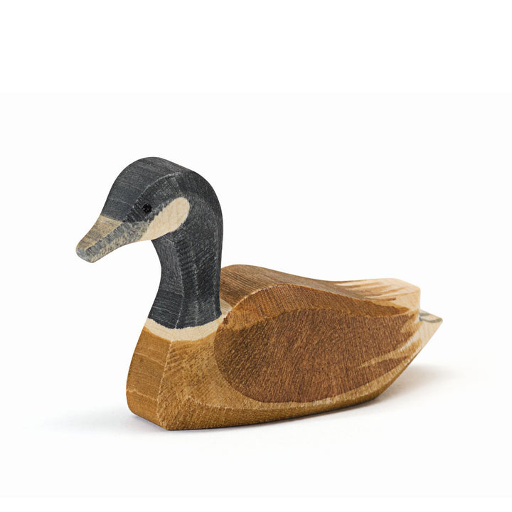 Ostheimer Canada goose swimming