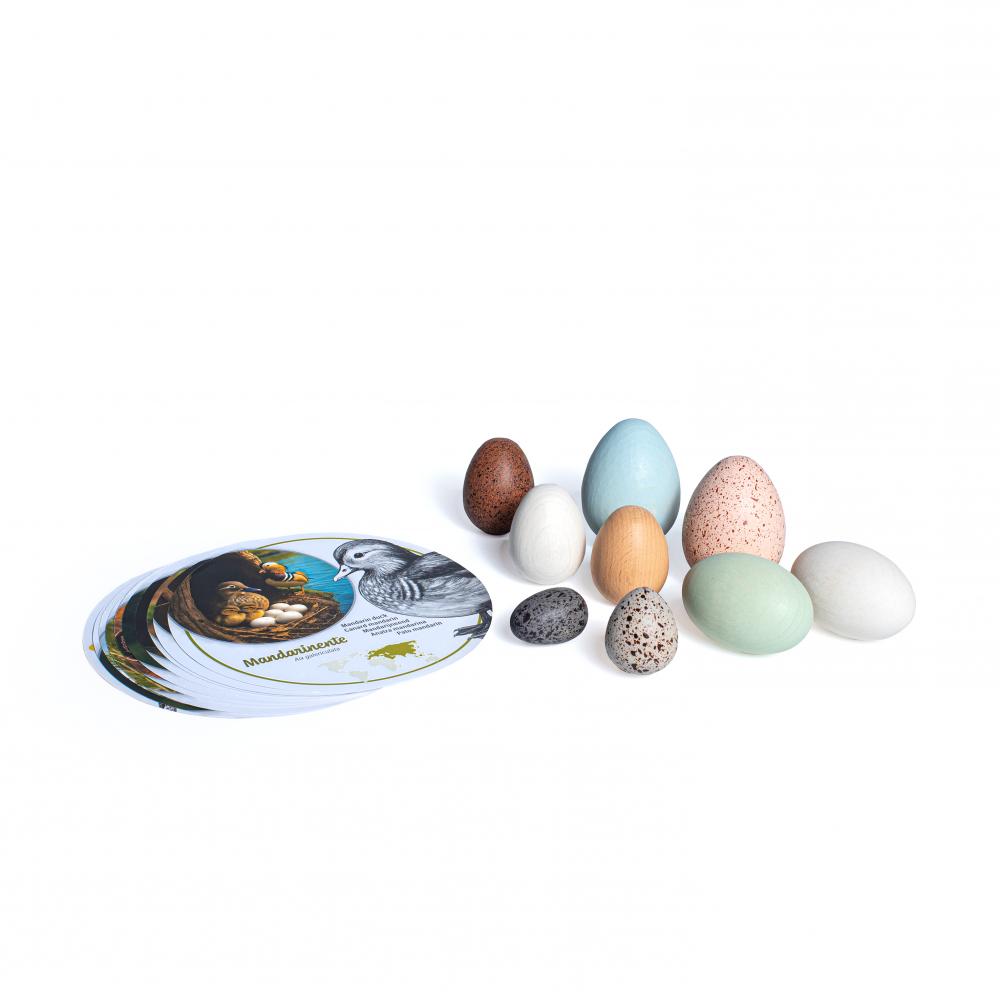 Discovery Set Wooden Eggs