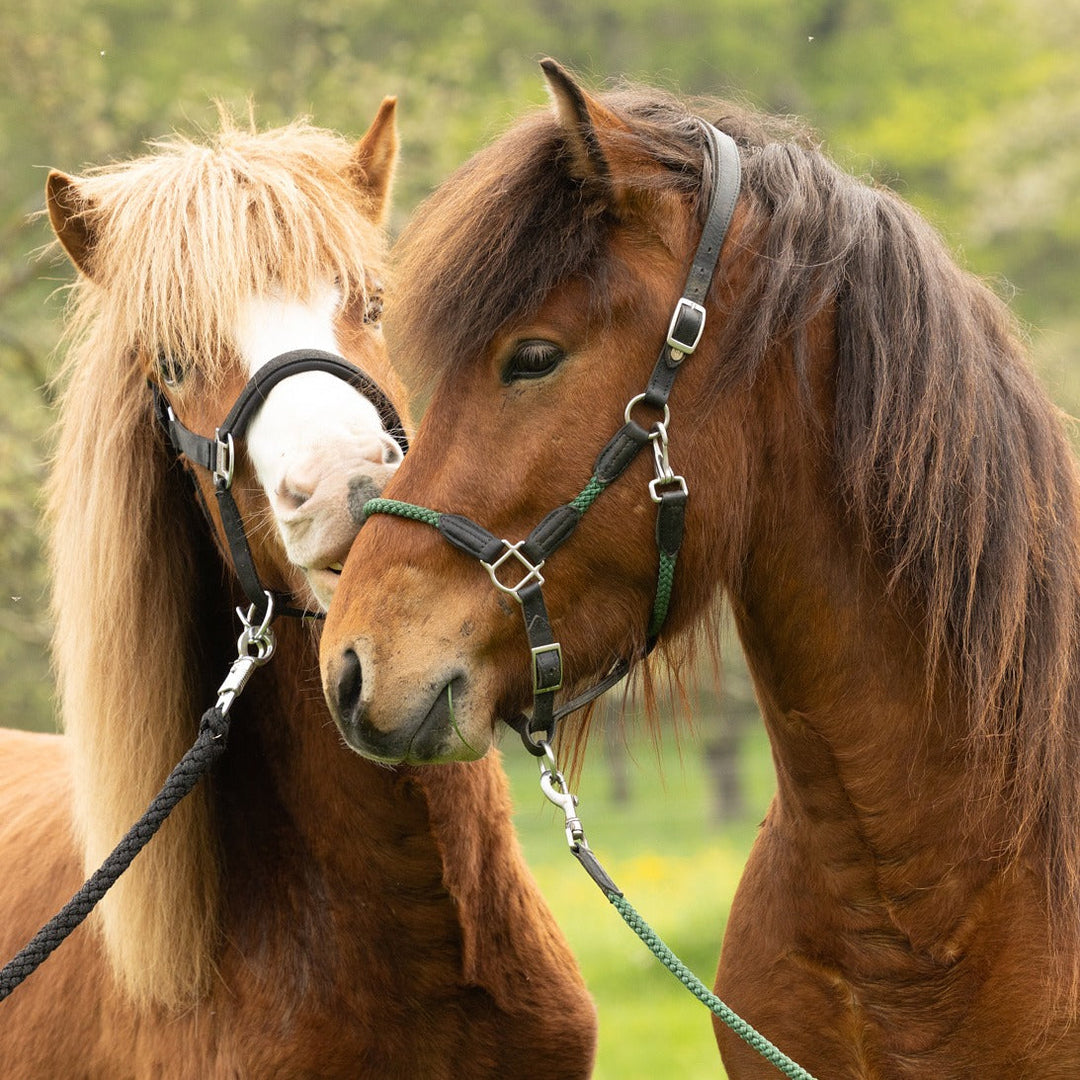 Ostheimer Icelandic Horse Hrókur