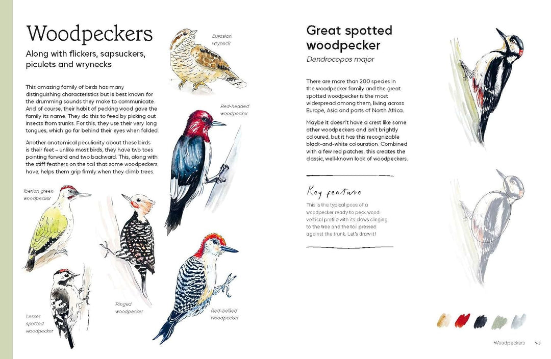 Birds in Watercolour