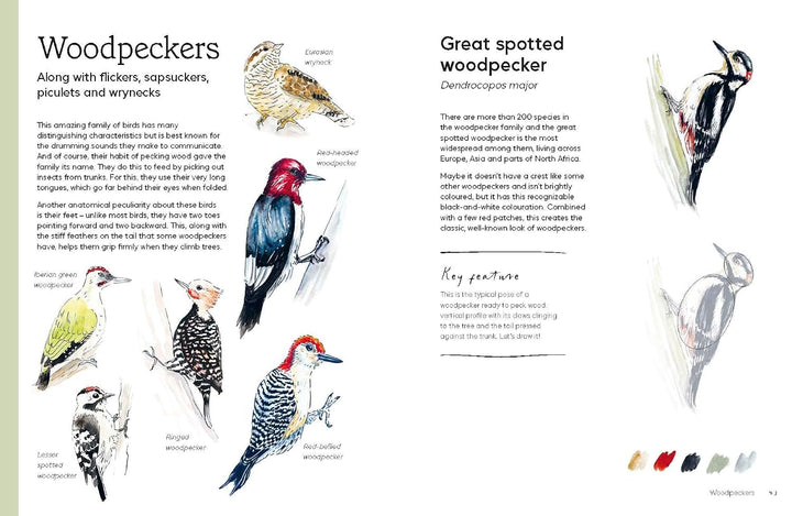 Birds in Watercolour