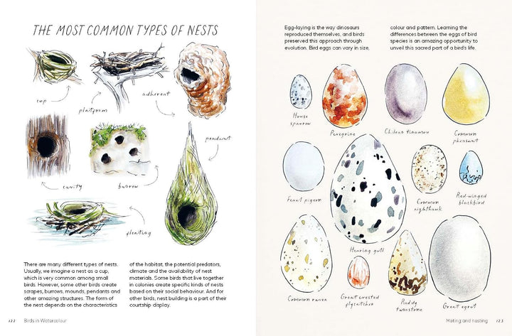 Birds in Watercolour
