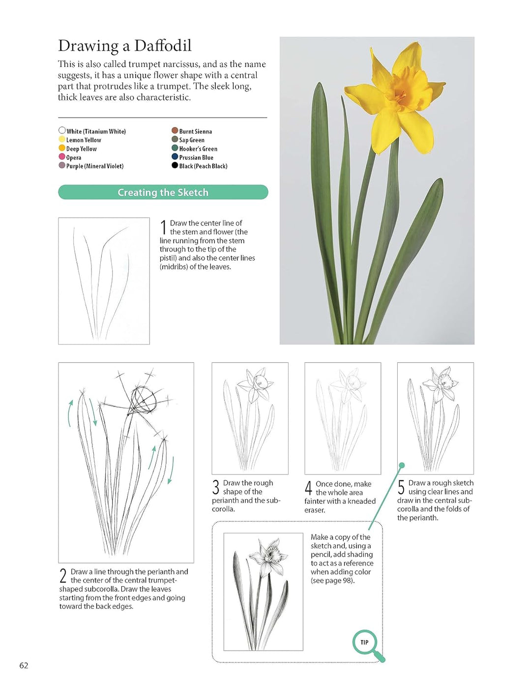 A Step-by-Step Guide to Botanical Drawing &amp; Painting