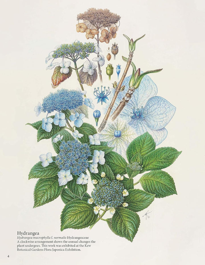 A Step-by-Step Guide to Botanical Drawing &amp; Painting