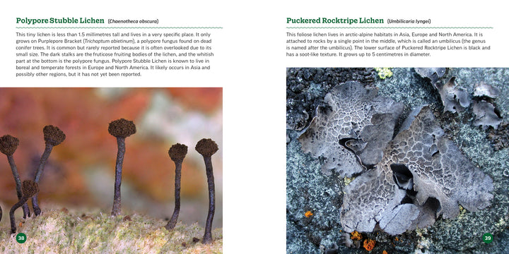 The Secret World of Lichens
