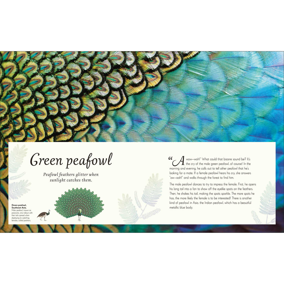 An Anthology of Exquisite Birds