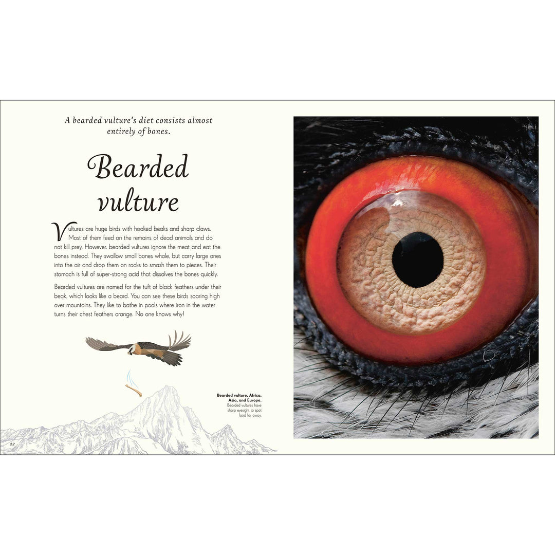An Anthology of Exquisite Birds