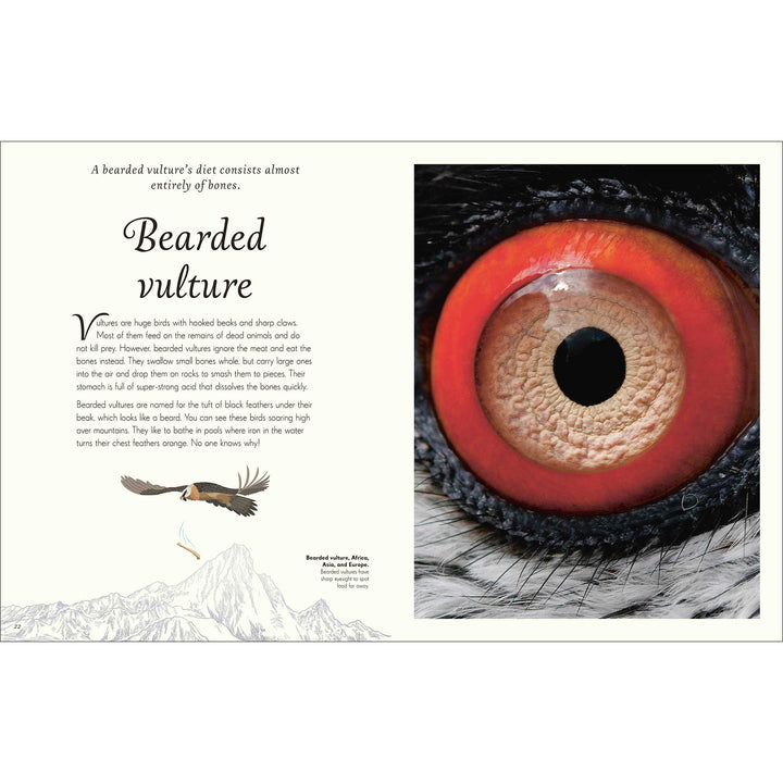 An Anthology of Exquisite Birds