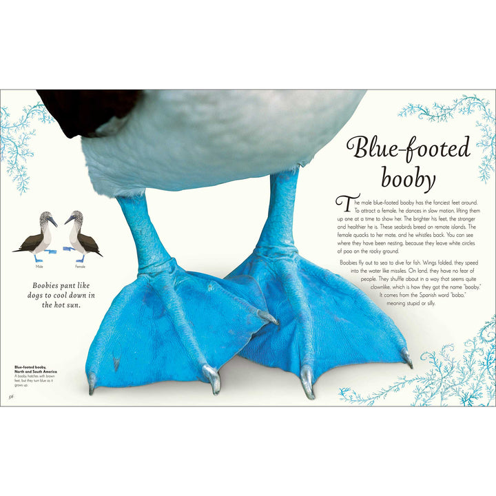 An Anthology of Exquisite Birds