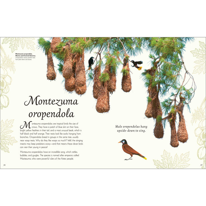 An Anthology of Exquisite Birds