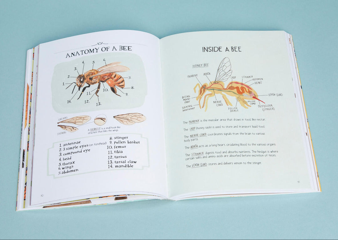 Insect Anatomy