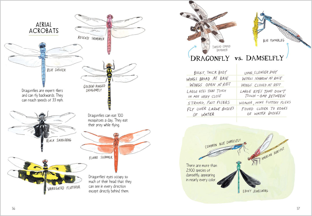 Insect Anatomy