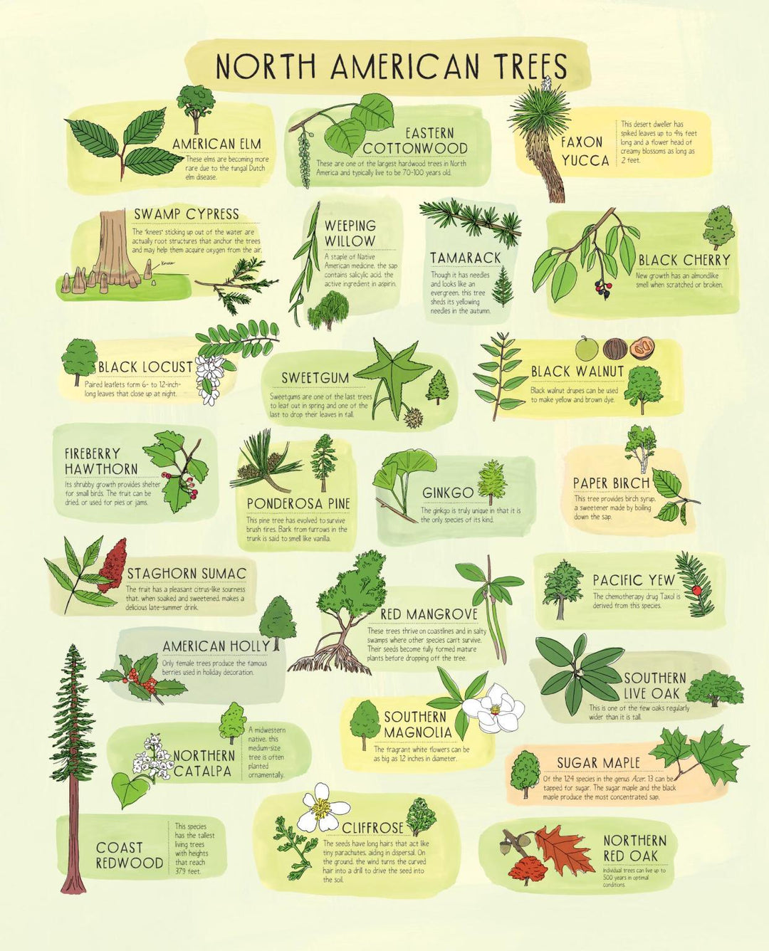 Nature Anatomy Posters