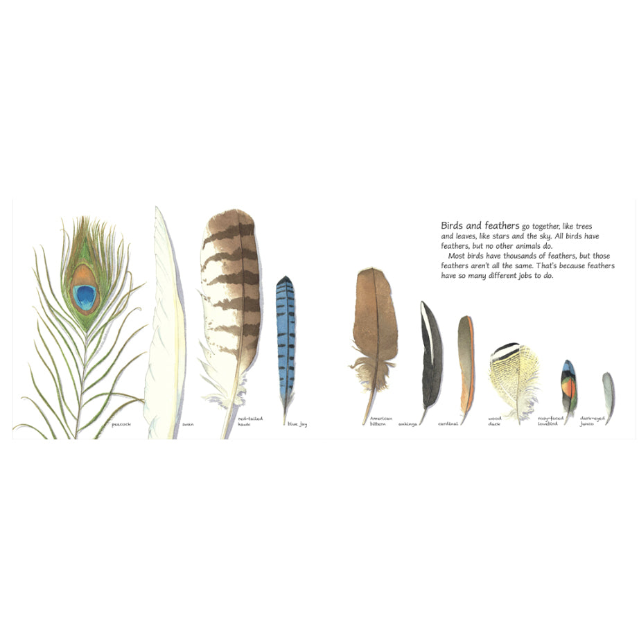 Feathers: Not Just for Flying