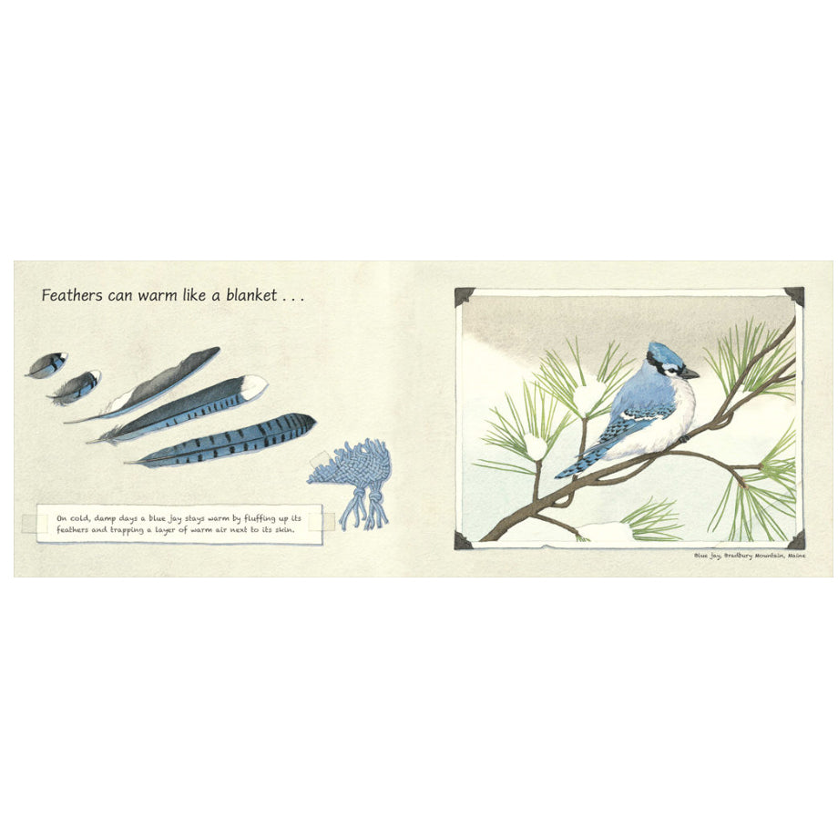 Feathers: Not Just for Flying