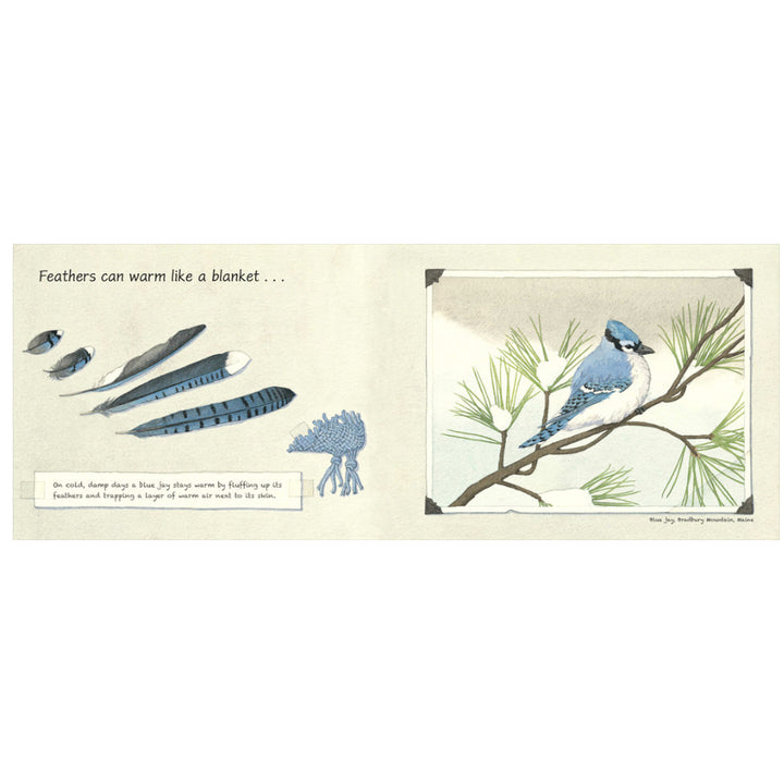 Feathers: Not Just for Flying