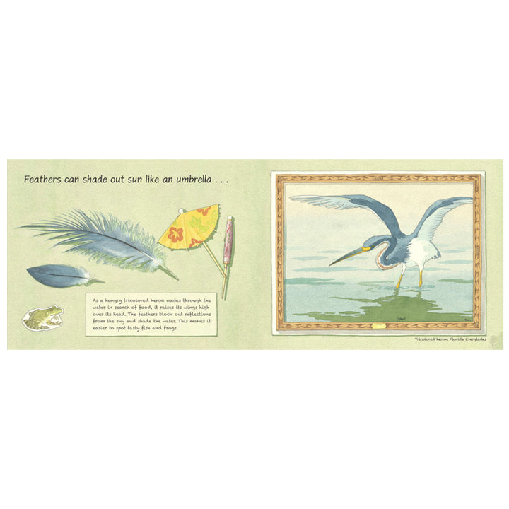 Feathers: Not Just for Flying