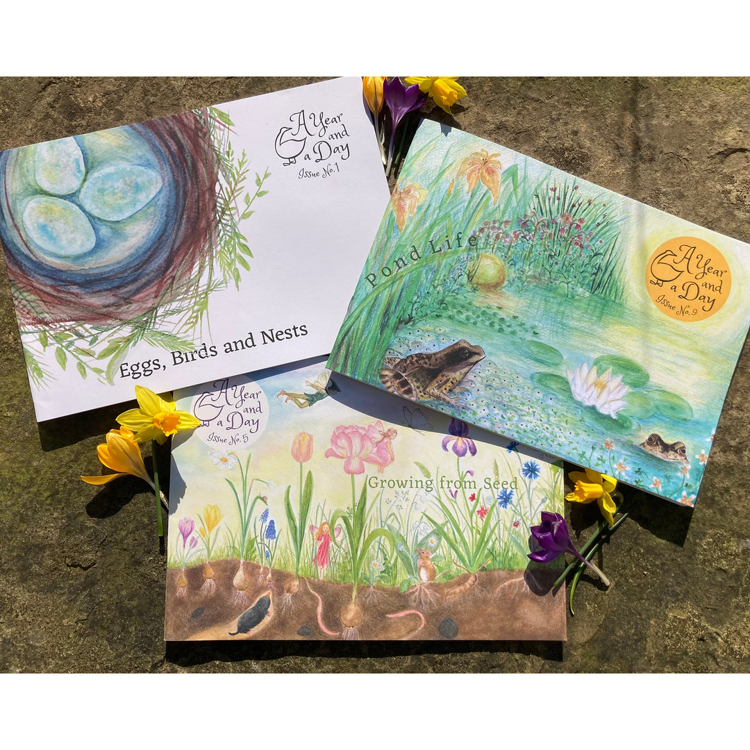 A Year and a Day, Issue 9: Pond Life