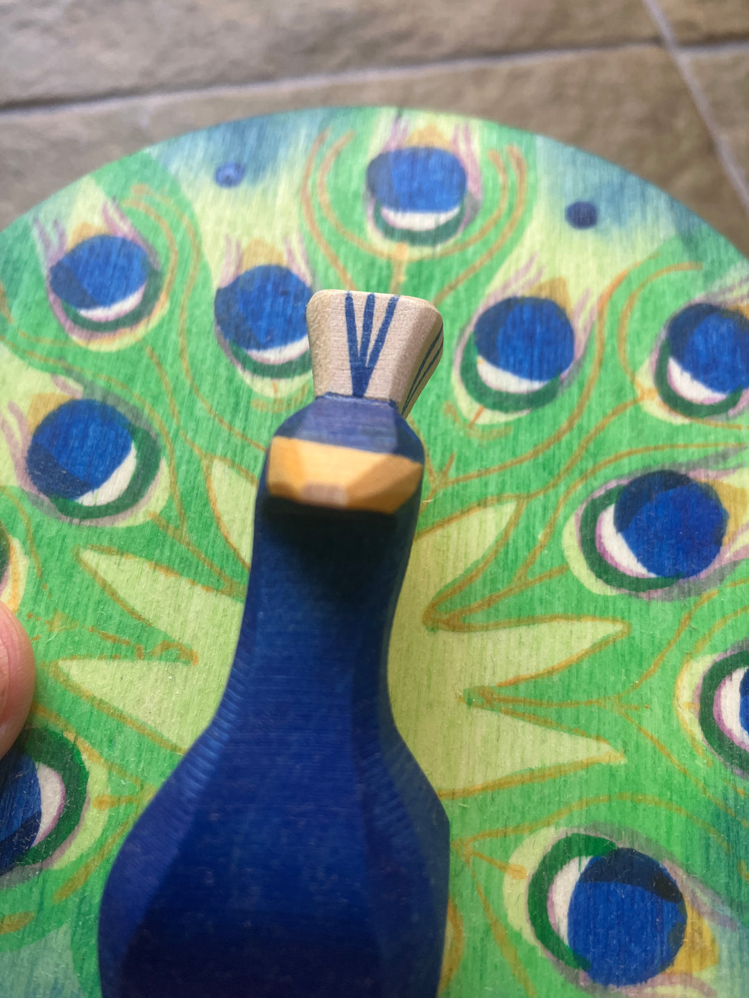 Ostheimer peacock, open (seconds)