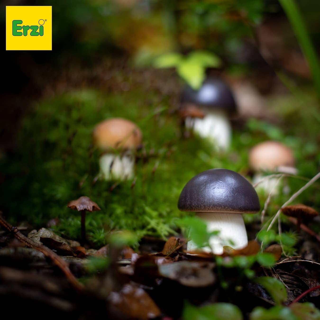 mushroom