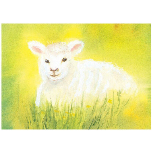 The white lamb postcard