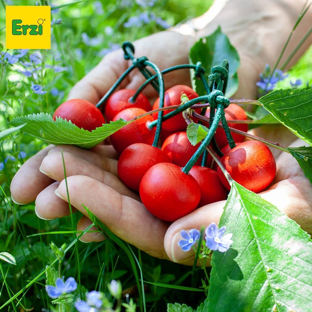 pair of cherries