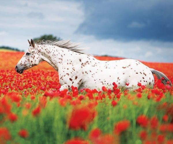 Wild for Horses